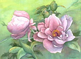 Prize Roses